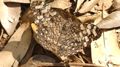 Hamadryas