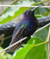 Campylopterus hemileucurus