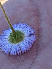 Erigeron divergens