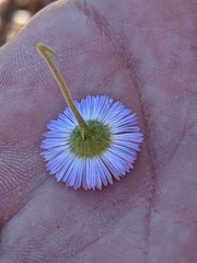 Erigeron divergens