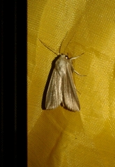 Mythimna riparia