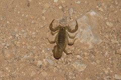 Paravaejovis spinigerus