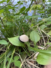 Panaeolus papilionaceus