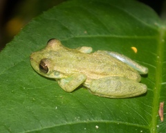 Scinax elaeochroa