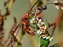 Polistes bellicosus
