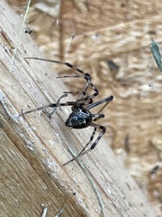 Parasteatoda