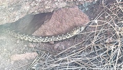 Pituophis catenifer sayi