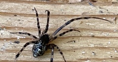 Parasteatoda
