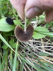 Panaeolus papilionaceus