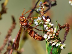 Polistes bellicosus
