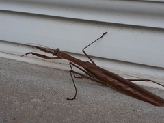 Tenodera angustipennis