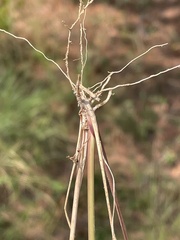 Aristida tuberculosa