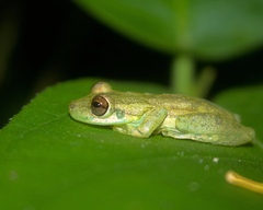 Scinax elaeochroa
