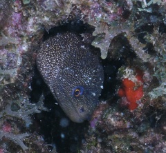 Gymnothorax miliaris