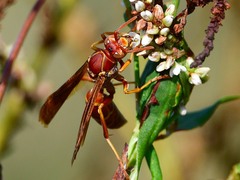 Polistes bellicosus