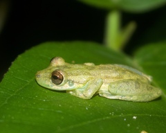 Scinax elaeochroa
