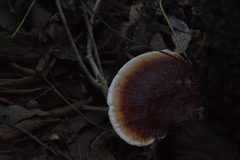 Ganoderma