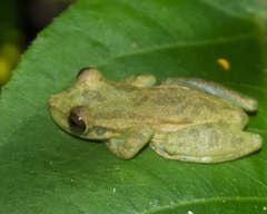 Scinax elaeochroa