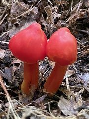 Hygrocybe coccinea