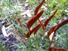 Schizaea