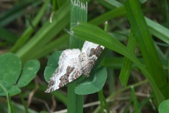 Epirrhoe alternata