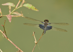 Rhyothemis triangularis