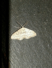 Idaea minuscularia