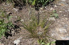 Juncus parryi