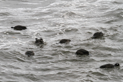 Histrionicus histrionicus