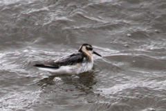 Phalaropus fulicarius