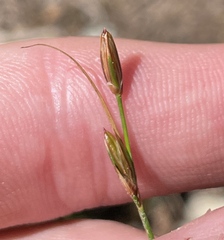 Juncus parryi