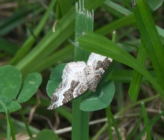 Epirrhoe alternata
