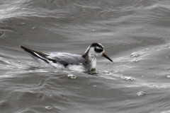 Phalaropus fulicarius