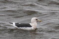 Larus schistisagus