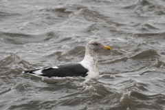 Larus schistisagus
