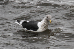 Larus schistisagus