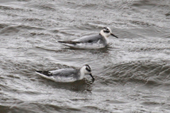 Phalaropus fulicarius