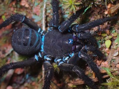 Liphistius malayanus