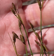 Juncus parryi