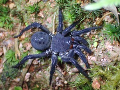 Liphistius malayanus
