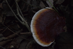 Ganoderma