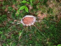 Liphistius malayanus