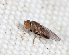 Ephydridae