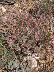 Eriogonum kennedyi austromontanum