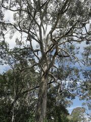 Eucalyptus bosistoana