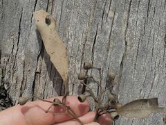 Eucalyptus bosistoana