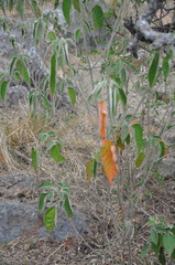 Croton lachnostachyus