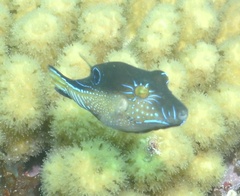 Canthigaster rostrata
