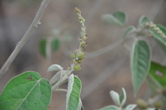Croton lachnostachyus
