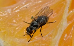 Anthomyia
